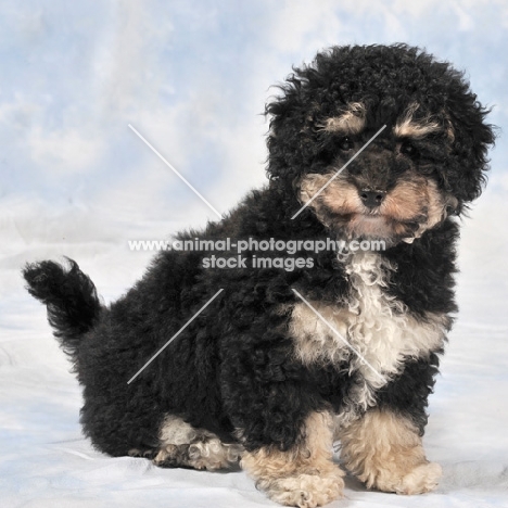 Bichon Frise / Poodle Hybrid (aka Bich-poo, Poochon, Bichpoo)