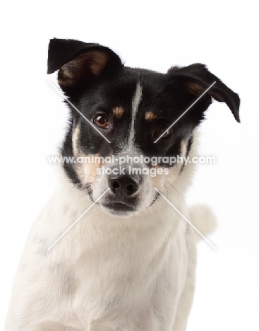 Cross bred Dog portrait