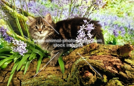 kitten in bluebells