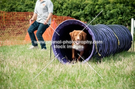 Nova Scotia Duck Tolling Retriever in tube