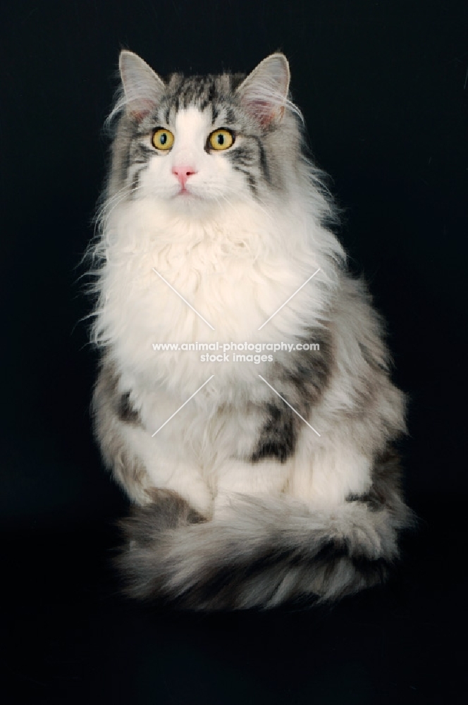 blue silver tabby norwegian forest cat