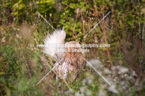 Golden Retriever walking away