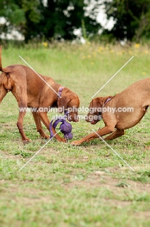 Hungarian Vizsla playing together