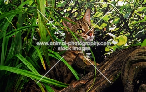 bengal spying