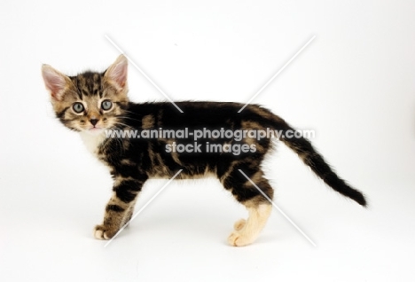 tabby and white kitten on white background