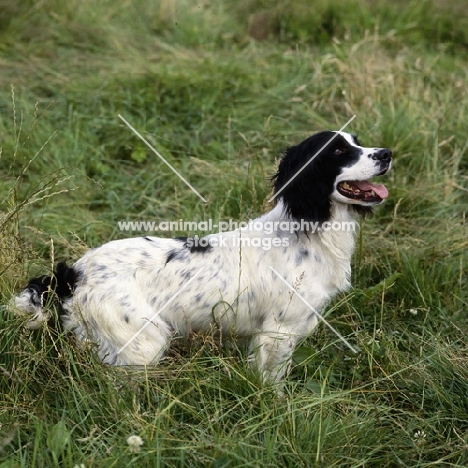 working type english springer spaniel standing in long grass