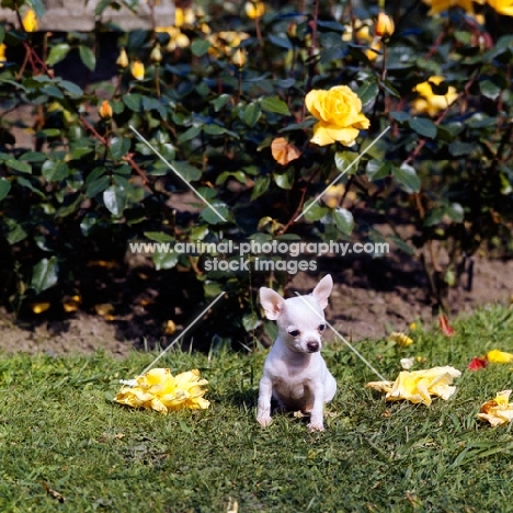 chihuahua puppy sitting by roses on grass