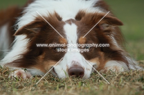 Border Collie lying down on grass