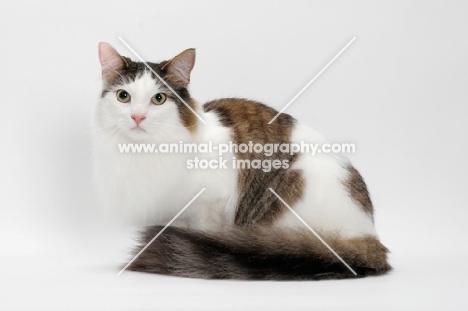 Maine Coon sitting down, Brown Mackerel Tabby White