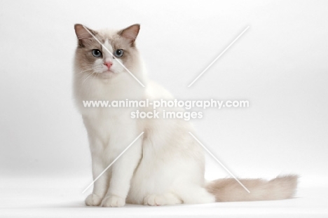 Blue Point Bi-Colour Ragdoll sitting