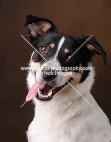 smiling mixed breed dog on brown background