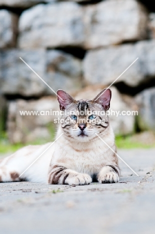 Bengal cat resting outside