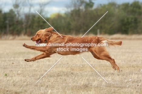 Golden Retriever running free