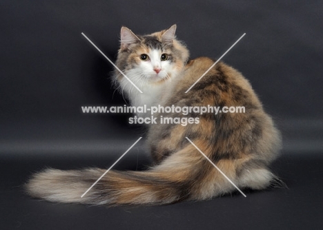 fluffy Blue Classic Torbie & White Norwegian Forest Cat