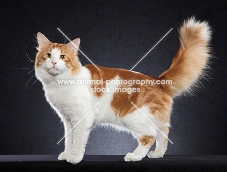 Norwegian Forest Cat