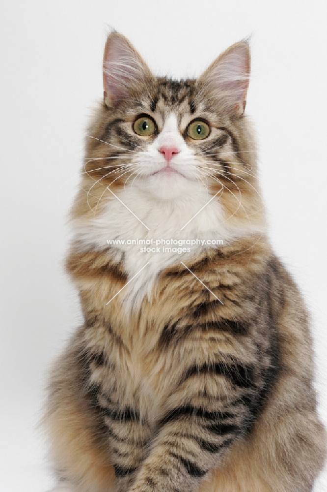 Norwegian Forest staring, Brown Mackerel Tabby & White