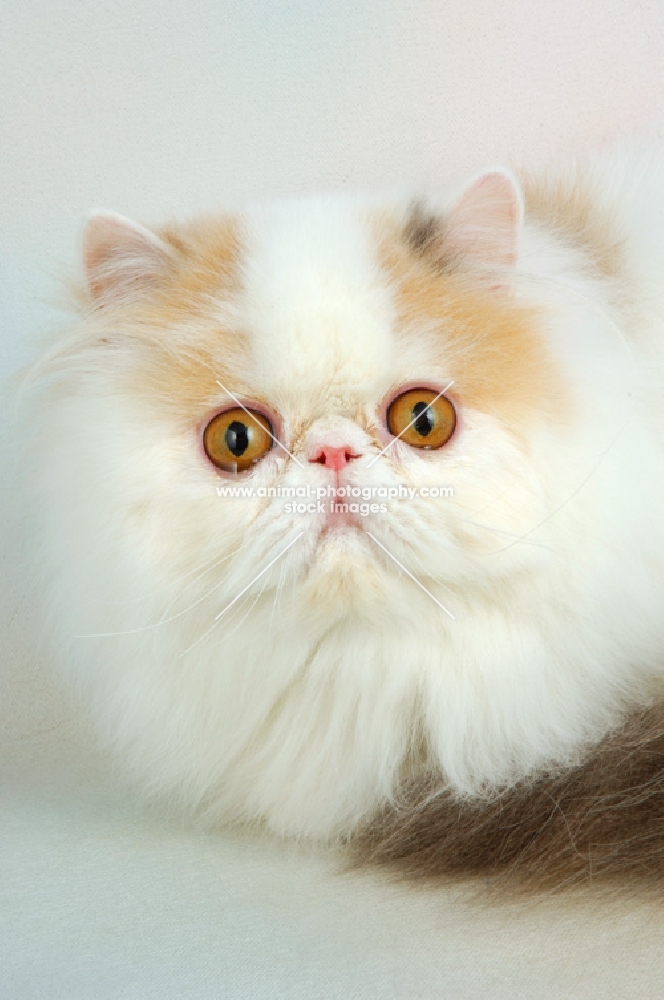 dilute van persian cat