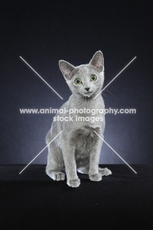 10 week old Russian Blue kitten sitting down on black background