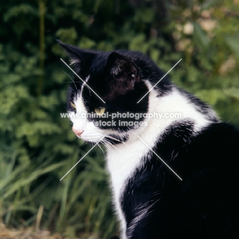 black and white cat 