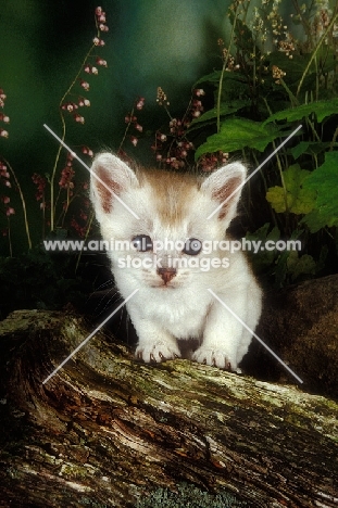 very young kitten on a log