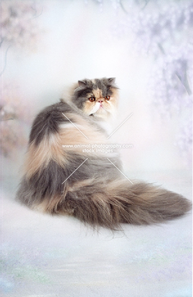 fluffy dilute Persian, back view