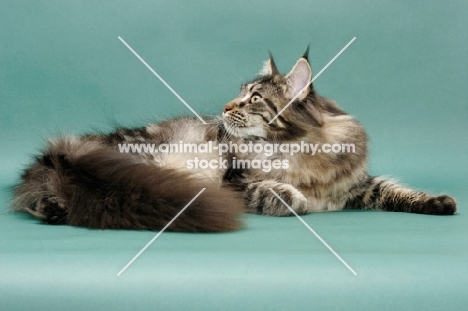 Brown Classic Tabby Maine Coon, green background, looking up