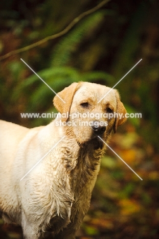 cream Labrador Retriever