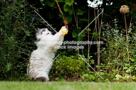 Ragdoll cross Persian playing in garden