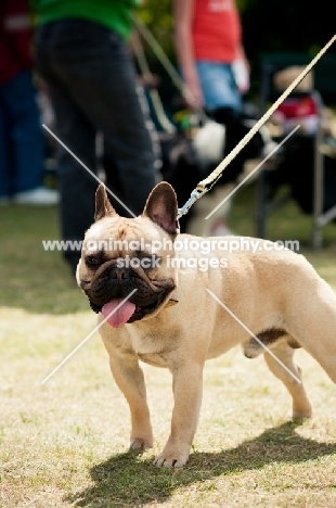 French Bulldog on lead