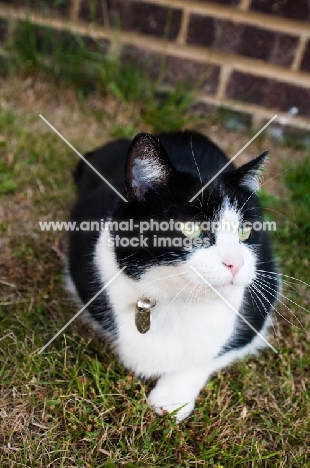 bi-coloured short haired cat crouching in garden