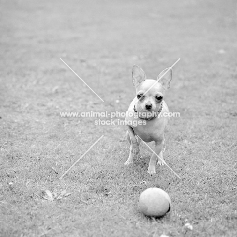 chihuahua with a ball