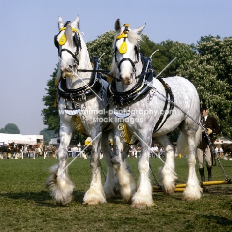 two shire horses in a musical drive, windsor