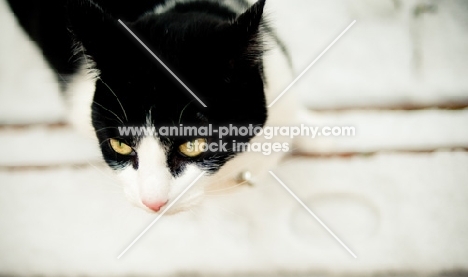 black and white non pedigree cat