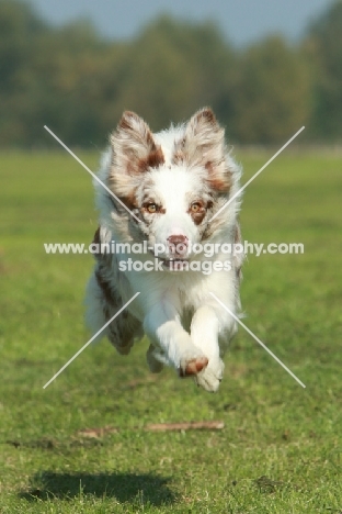 Border Collie running fast