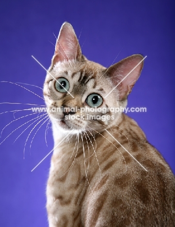 Bengal portrait in studio