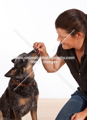 Australian Cattle Dog