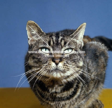 tabby cat crouching