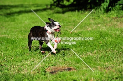 Boston Terrier playing with ball toy