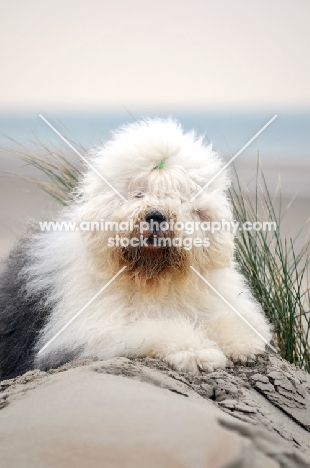 Old English Sheepdog