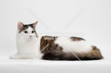 Maine Coon lying down, Brown Mackerel Tabby White