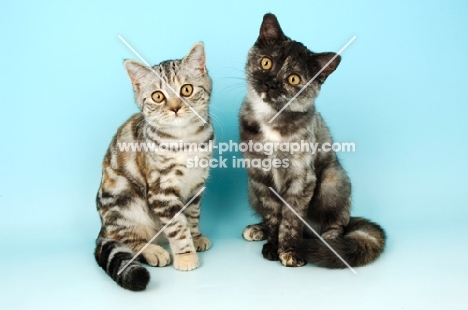 Animal Photography Two Young British Shorthair Cats Tortie