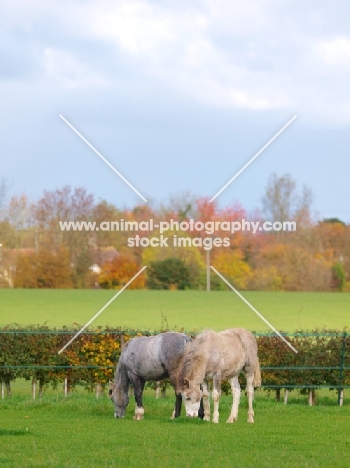 Welsh Mountain Ponies in autumn