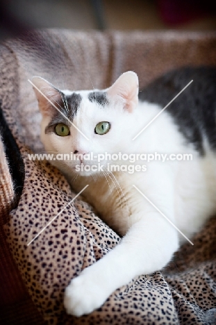 white and gray cat with paw out