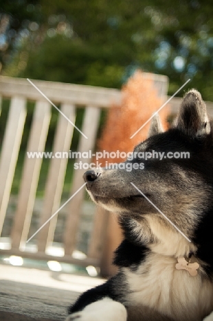 Husky Crossbreed