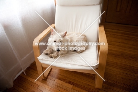 Ungroomed wheaten Scottish Terrier puppy lying on bentwood chair in front of window.