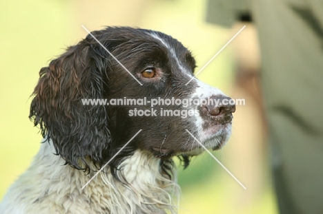 wet English Springer Spaniel portrait