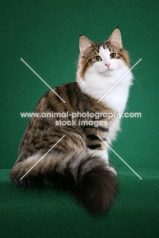 Norwegian Forest Cat, sitting on green background