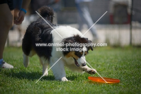 black tri color australian shepherd playing with a frisbee