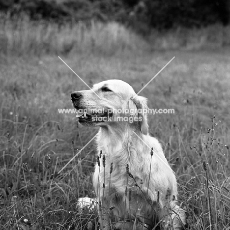 sh.ch. pippa of westley, golden retriever, black and white picture 