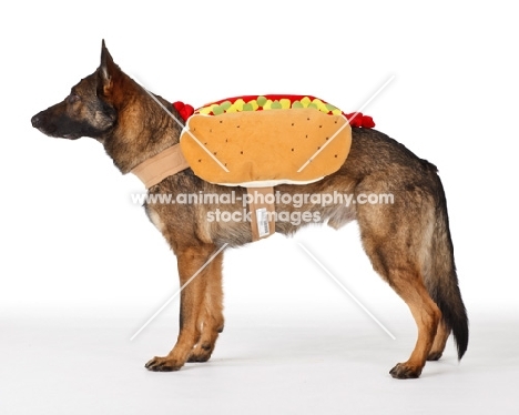 German Shepherd Dog dressed up as a hot dog